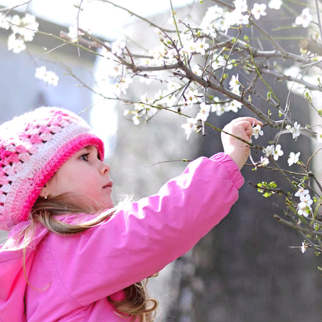 Picture of tree pruning