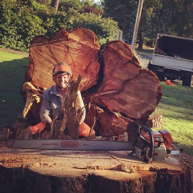 Picture of a falled tree and large stump